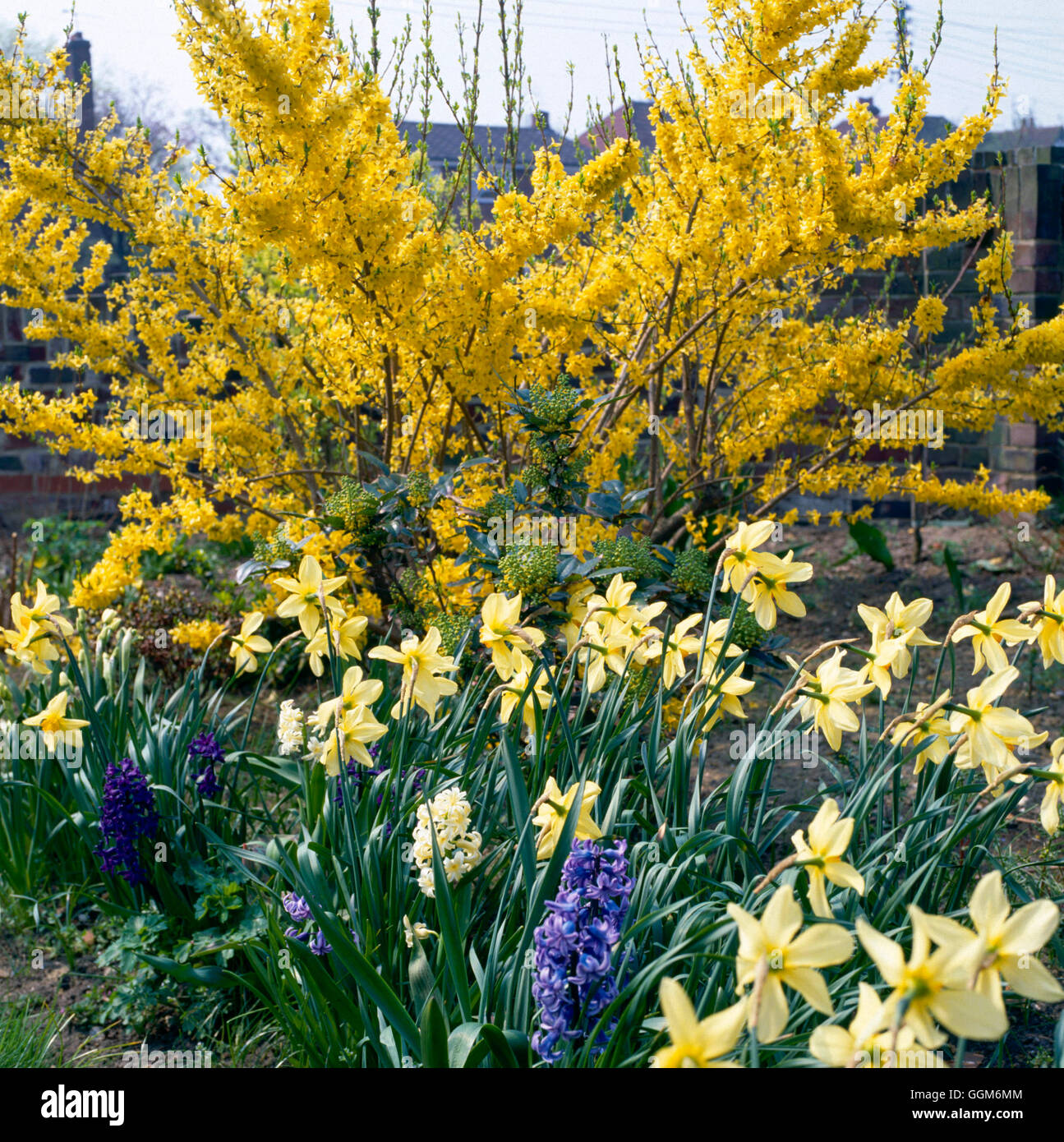 Forsythia x intermedia - `Spectabilis' underplanted with Narcissus and Hyacinthus   TRS004468     Ph Stock Photo